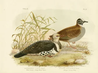 Weißfleischige Taube oder Wonga-Taube, 1891